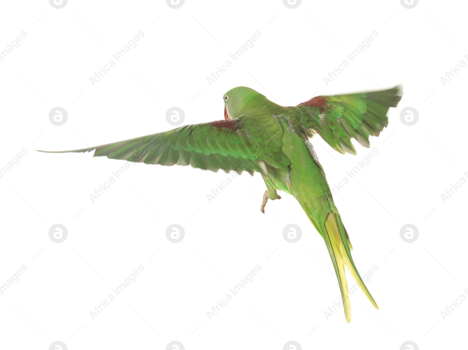 Photo of Beautiful Alexandrine parakeet flying isolated on white