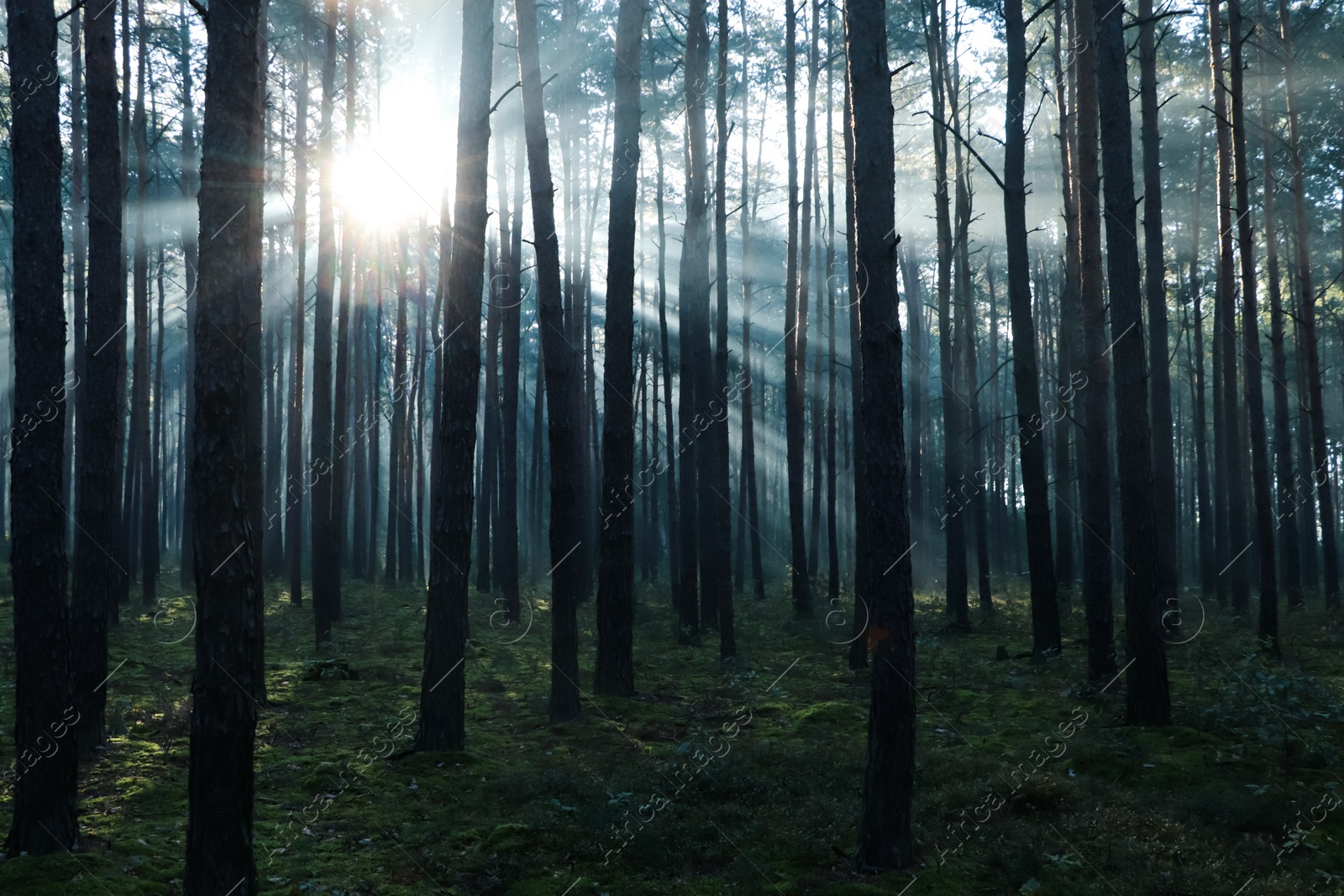 Photo of Majestic view of forest with sunbeams shining through trees in morning