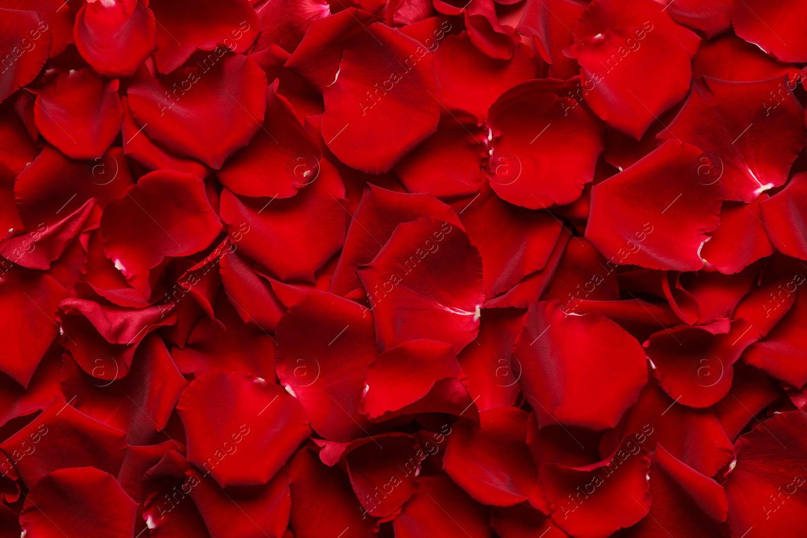 Photo of Beautiful red rose petals as background, top view