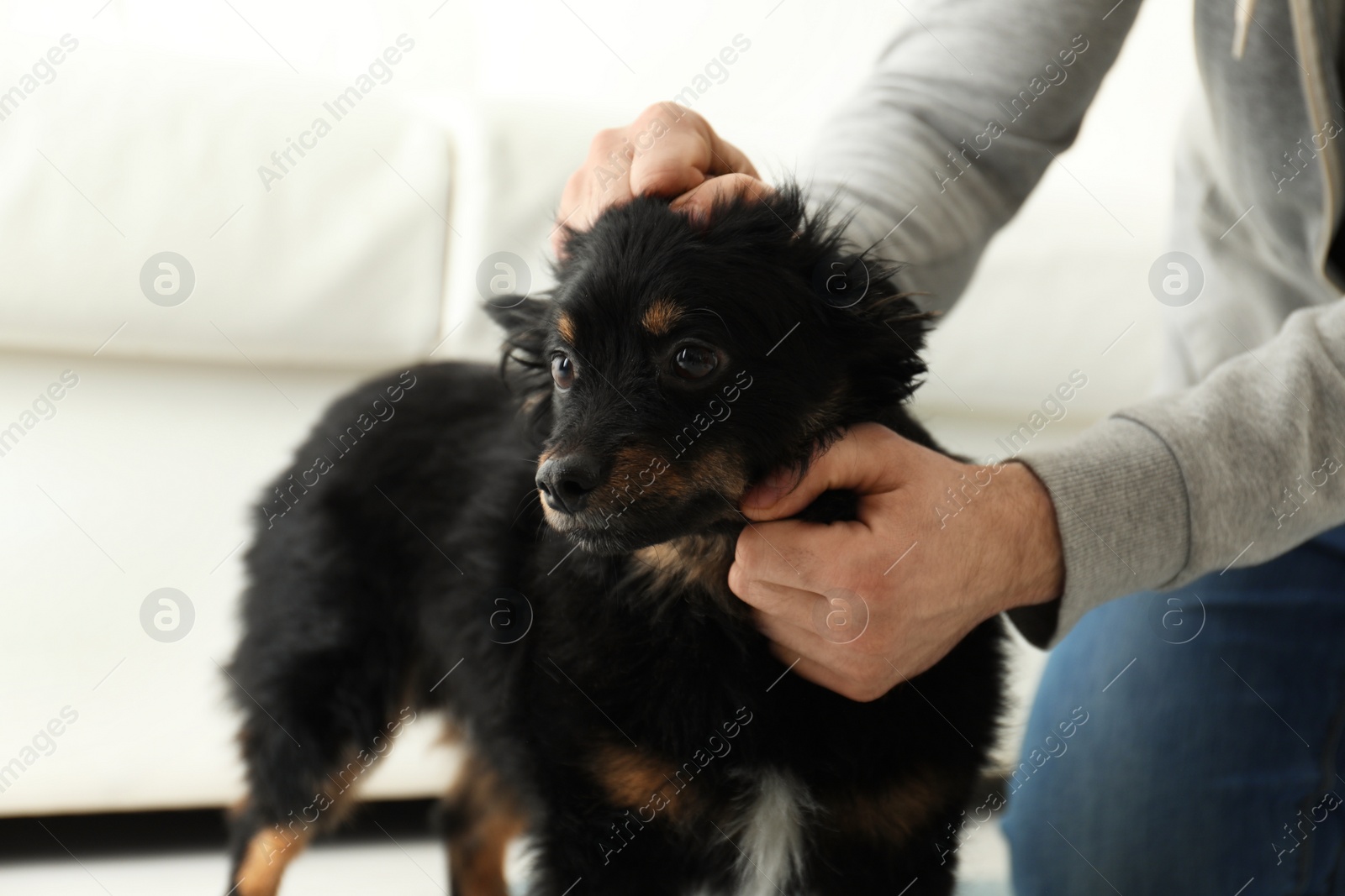 Photo of Man hurting dog at home, closeup. Domestic violence against pets