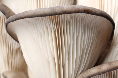 Delicious organic oyster mushrooms as background, closeup