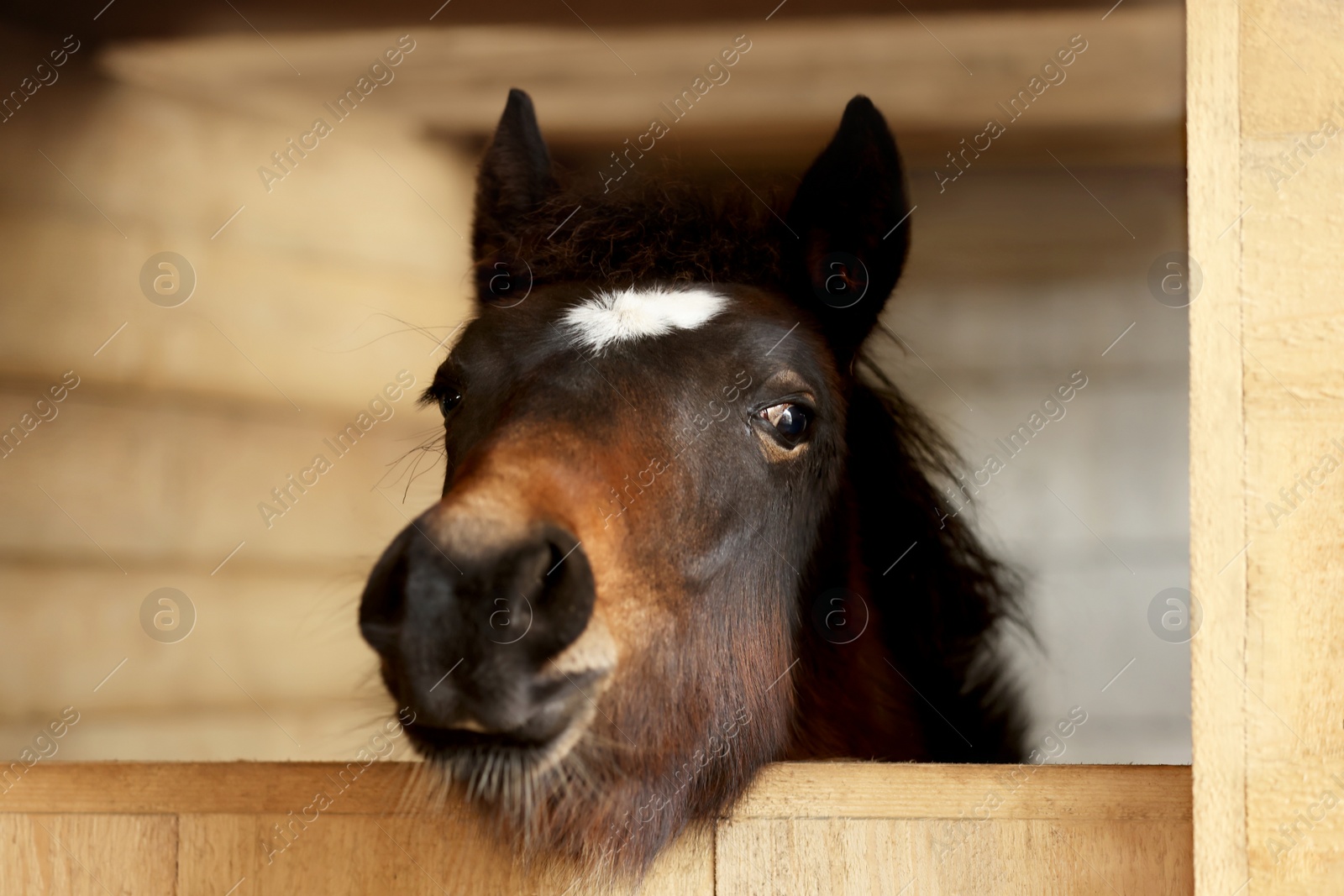 Photo of Adorable black horse in wooden stable. Lovely domesticated pet