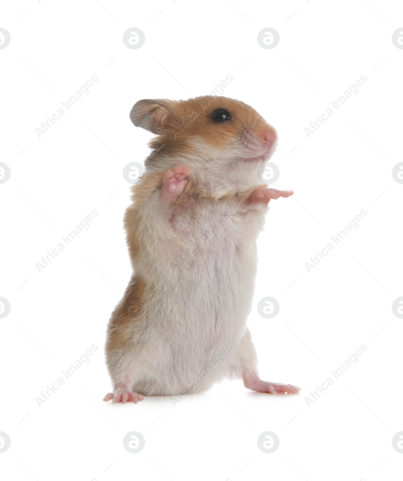 Photo of Adorable Syrian hamster on white background. Small pet