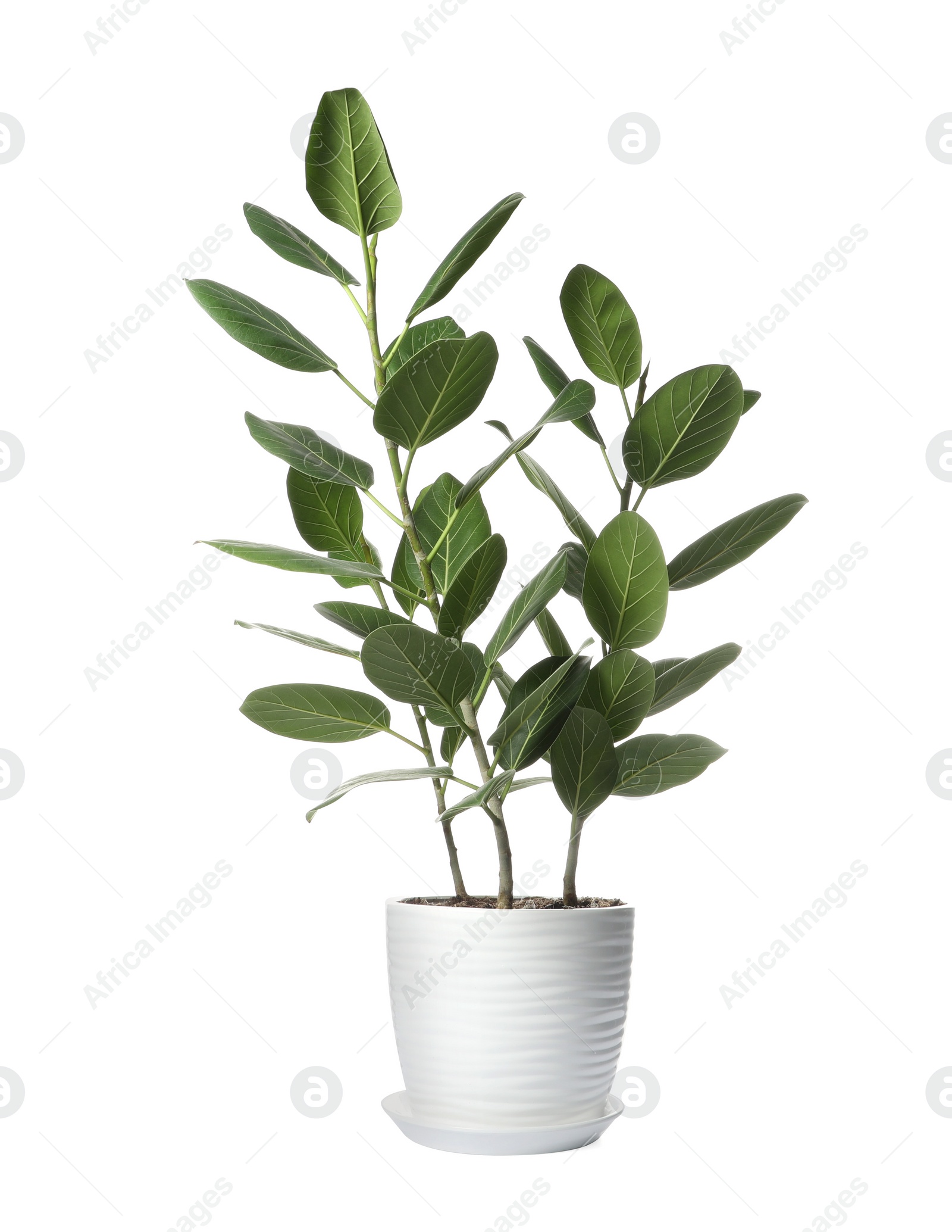 Photo of Beautiful ficus plant in pot on white background. House decor