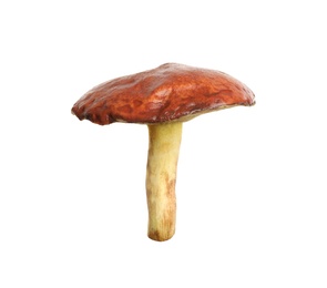 Fresh slippery jack mushroom isolated on white