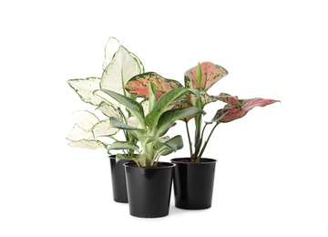 Beautiful Aglaonema plants in flowerpots isolated on white. House decor