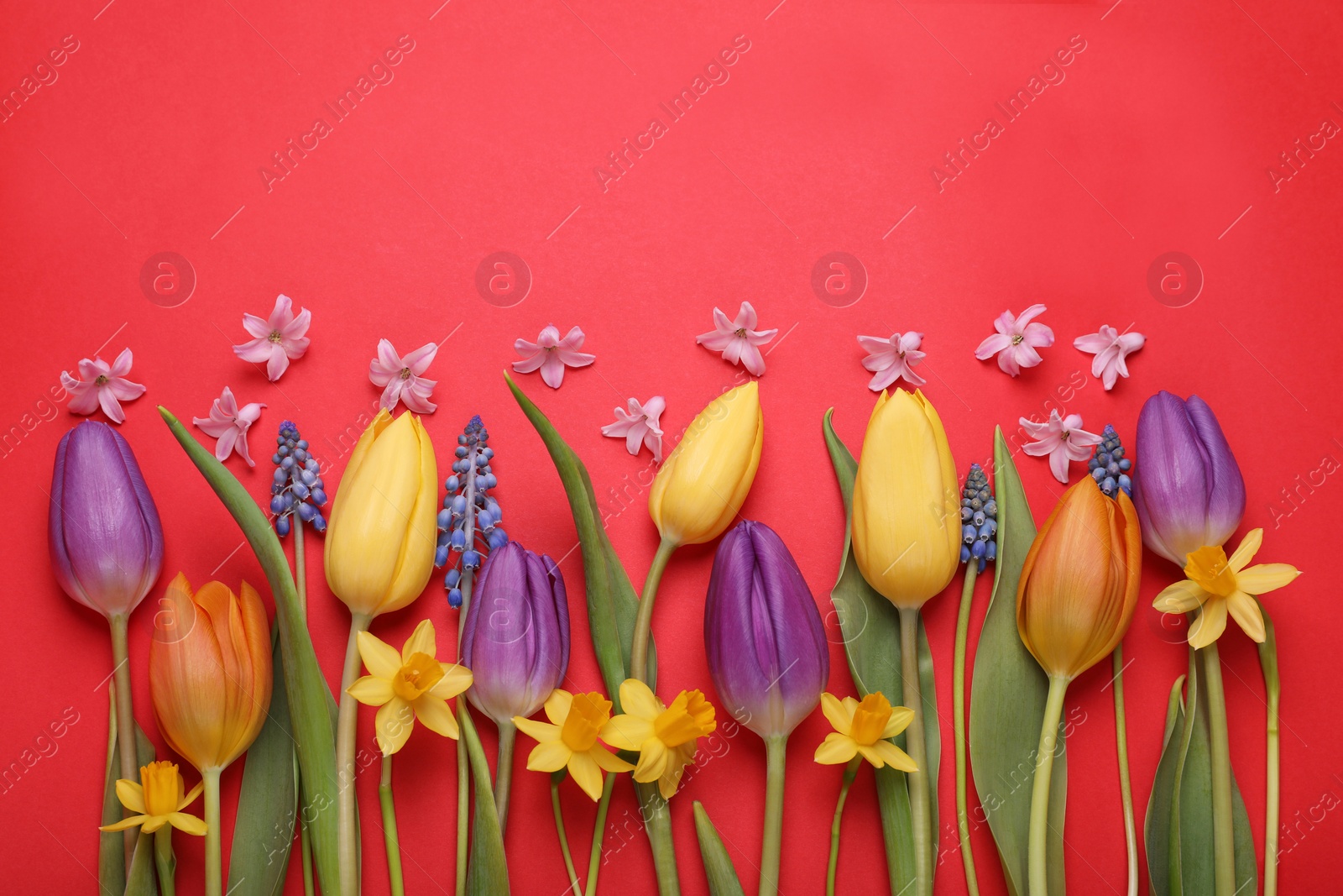 Photo of Beautiful different flowers on red background, flat lay. Space for text