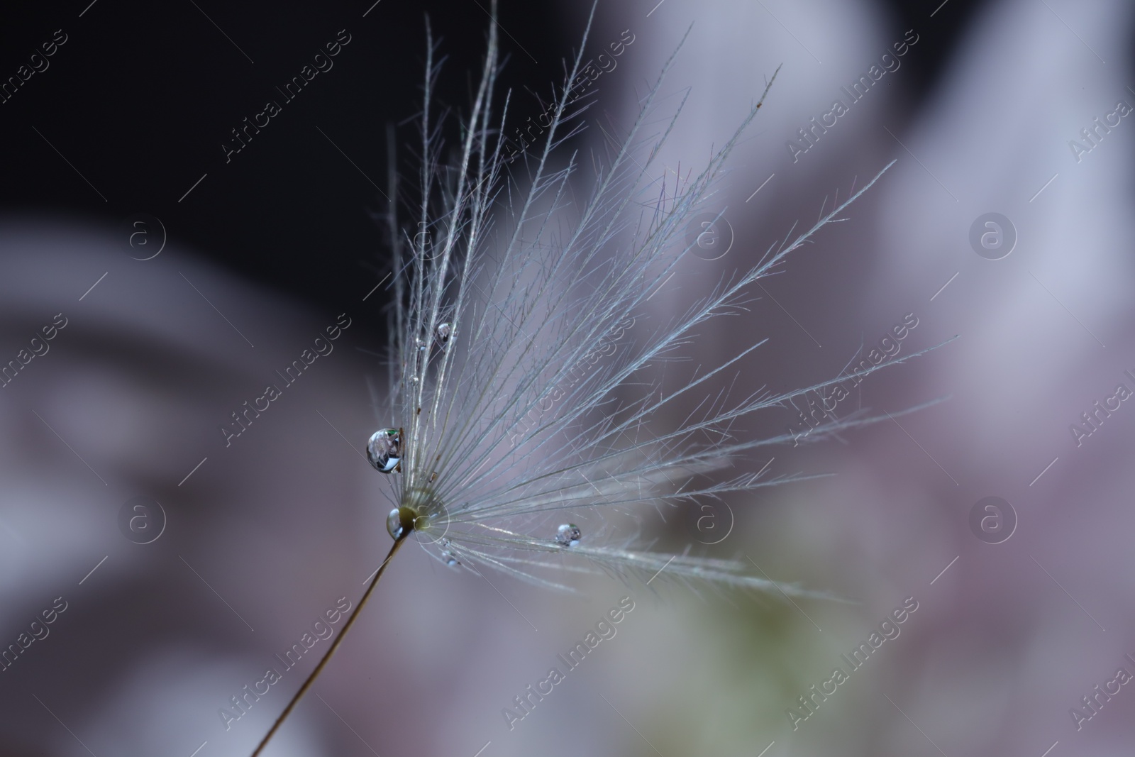 Photo of Seeds of dandelion flower with water drops on blurred background, macro photo