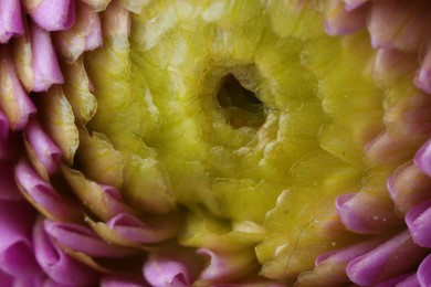 Photo of Beautiful Dahlia flower with pink petals as background, macro