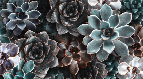 Many beautiful succulent plants as background, top view. Banner design