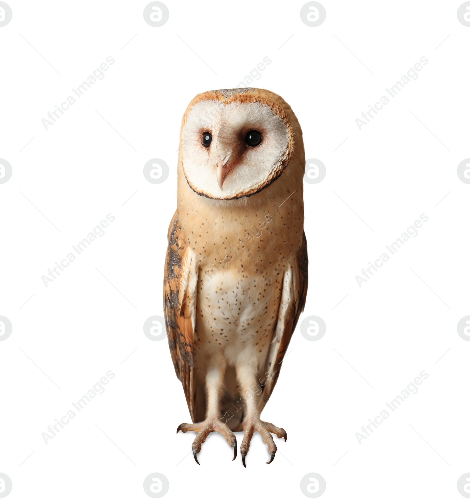 Image of Beautiful common barn owl on white background