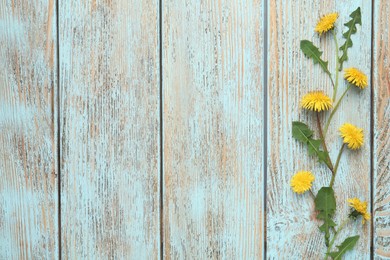 Photo of Flat lay composition with beautiful yellow dandelions on light blue wooden table. Space for text