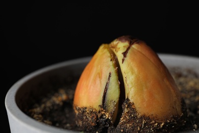 Photo of Avocado pit in pot against black background, closeup view