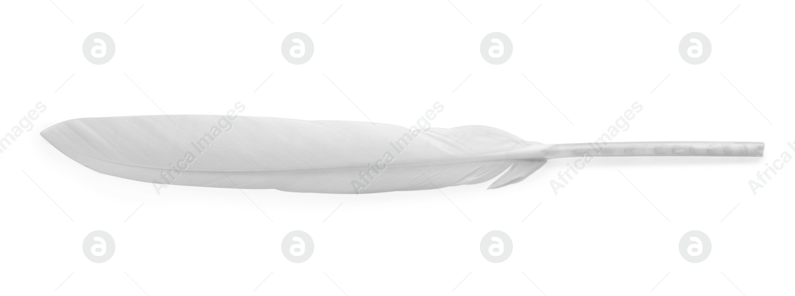 Photo of Beautiful fluffy bird feather isolated on white, top view