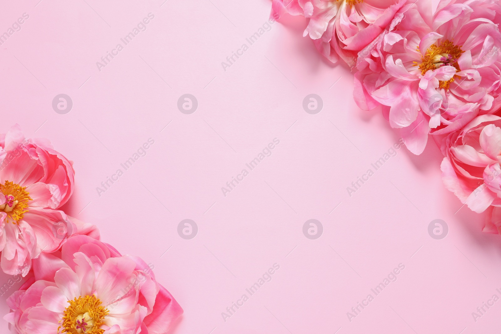 Photo of Beautiful peonies on pink background, flat lay. Space for text