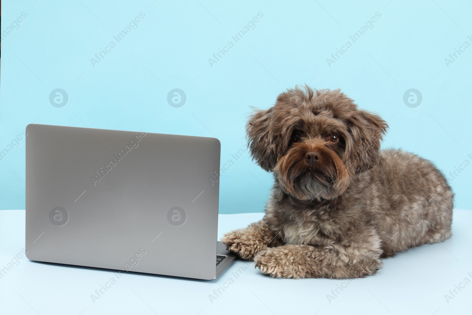 Photo of Cute Maltipoo dog with laptop on light blue background. Lovely pet