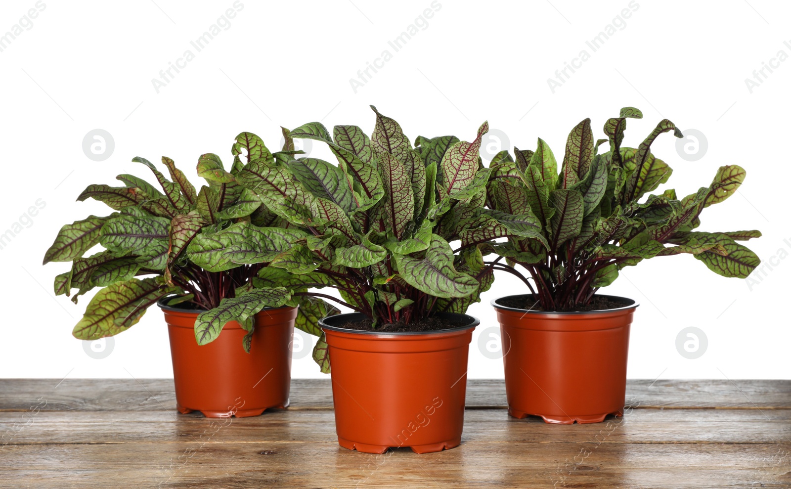 Photo of Sorrel plants in pots on wooden table against white background