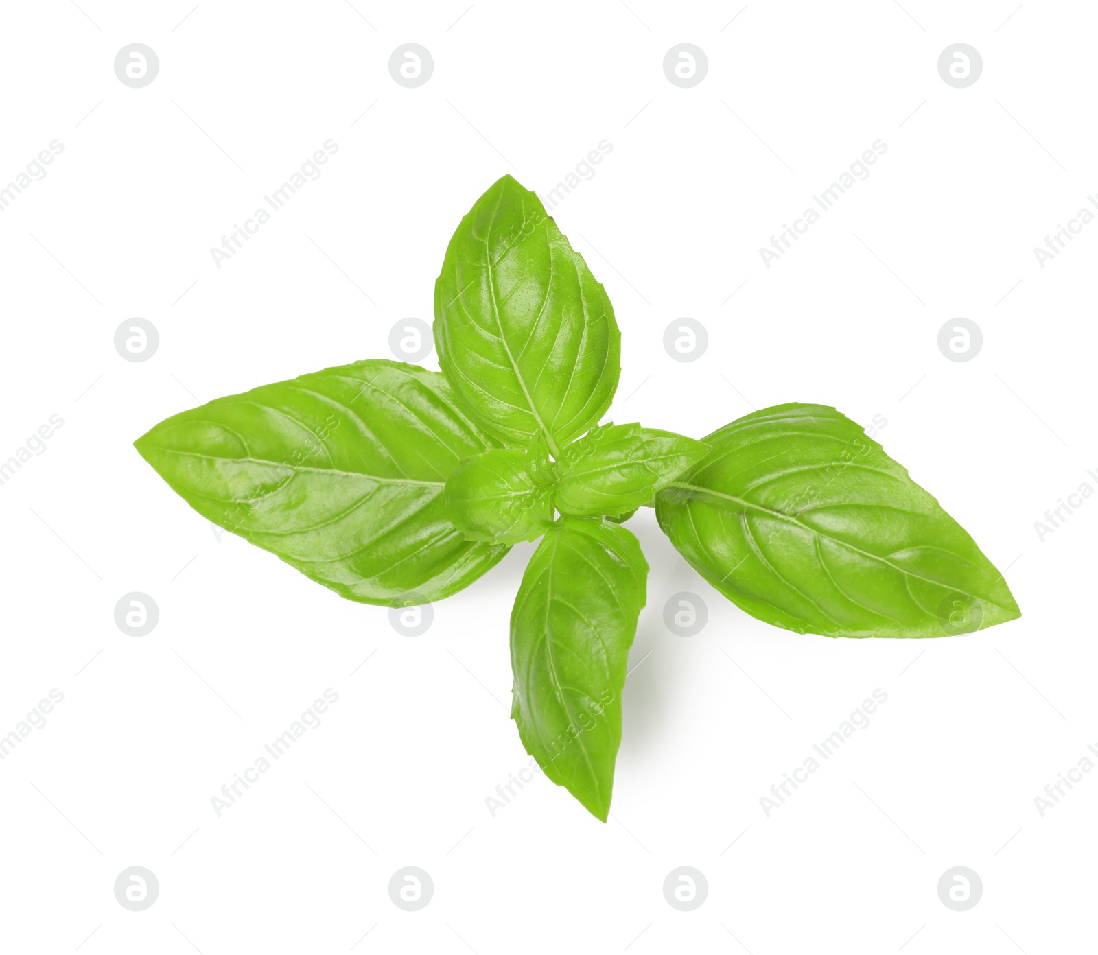 Photo of Fresh green basil leaves isolated on white