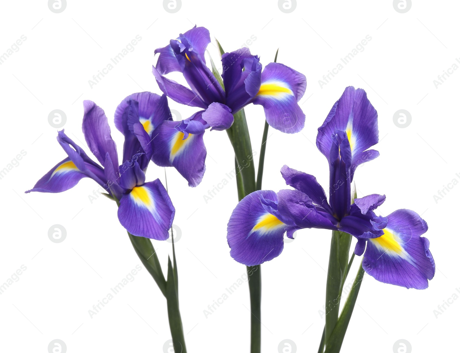 Photo of Beautiful violet iris flowers isolated on white