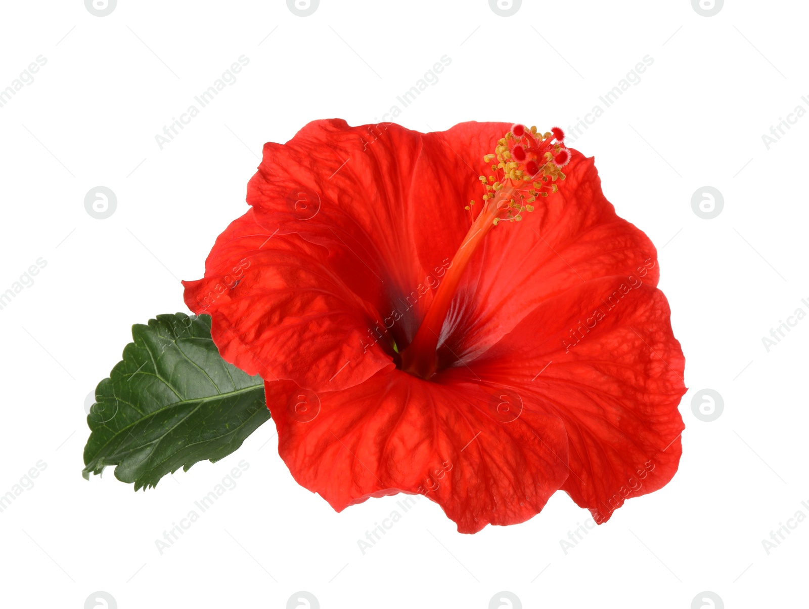 Photo of Beautiful red hibiscus flower with green leaf isolated on white