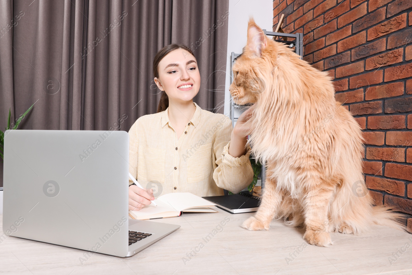 Photo of Woman with beautiful cat working at desk. Home office