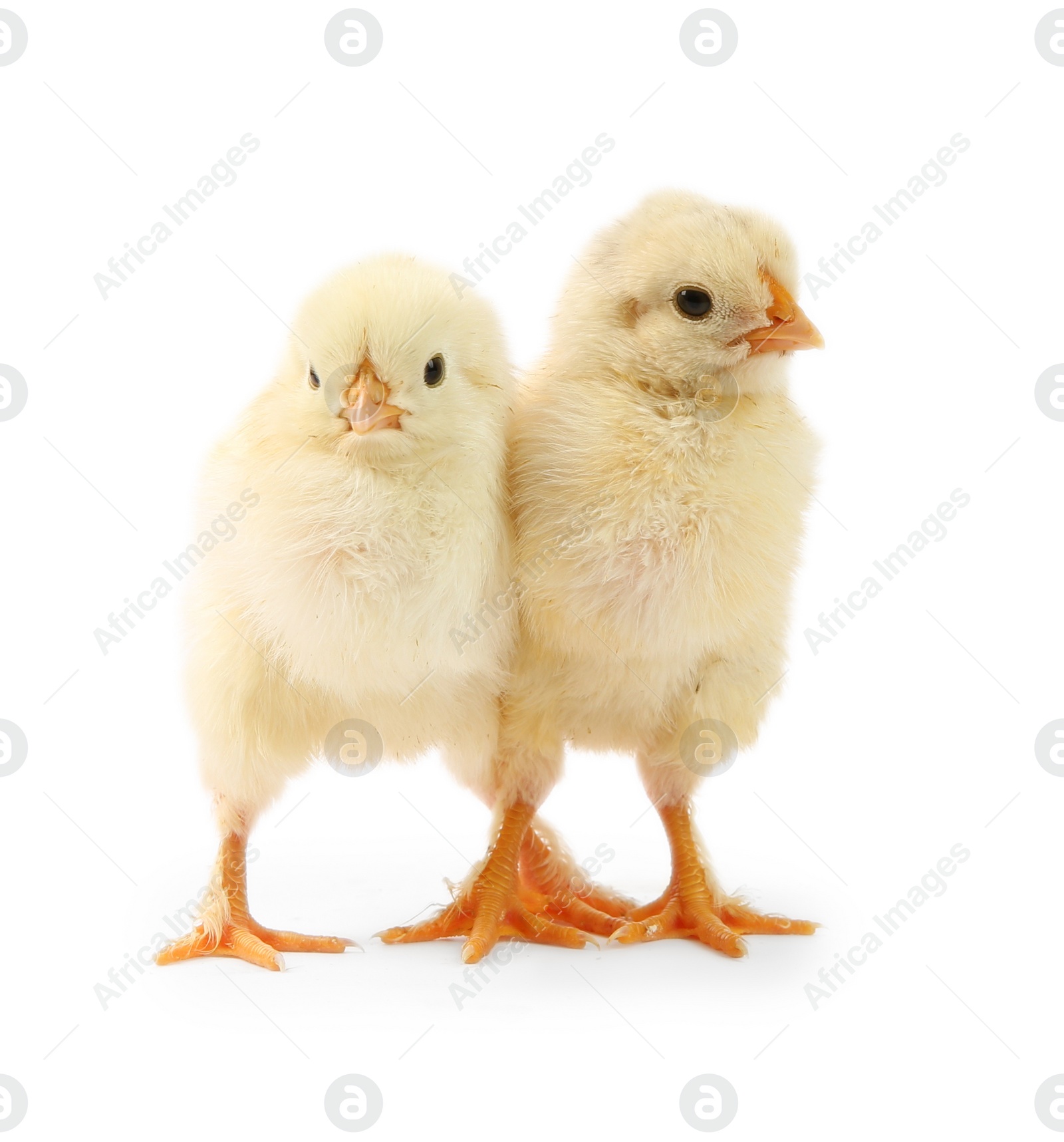 Photo of Two cute chicks isolated on white. Baby animals