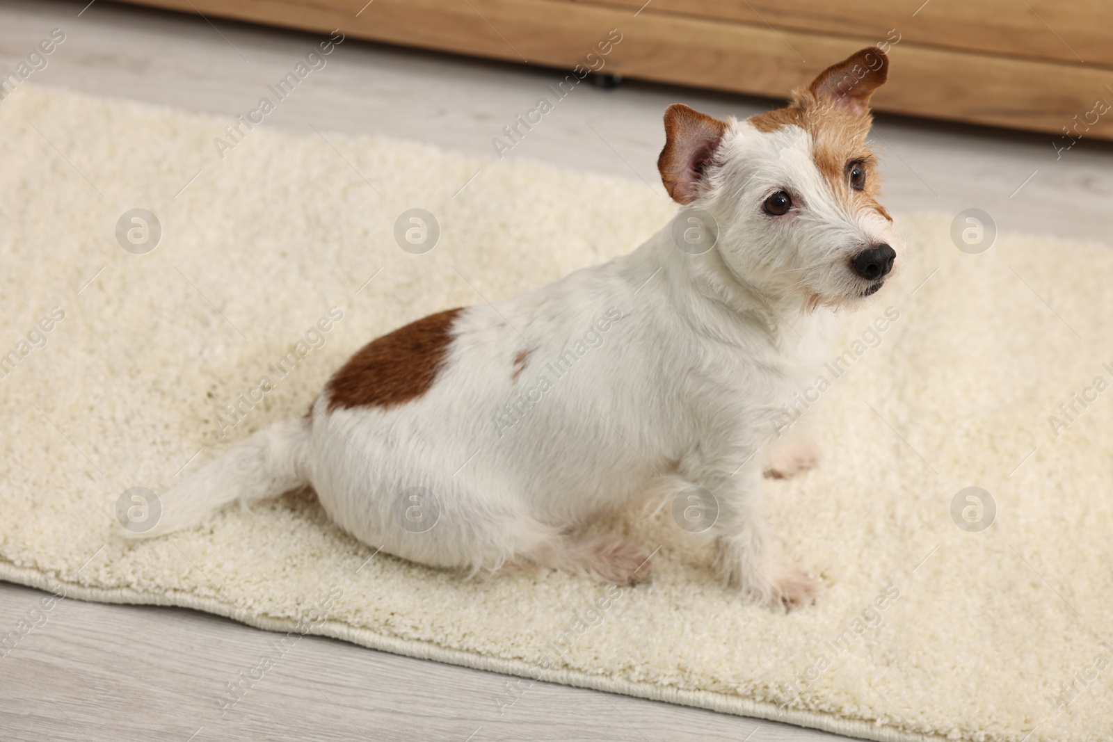 Photo of Cute dog near wet spot on rug indoors