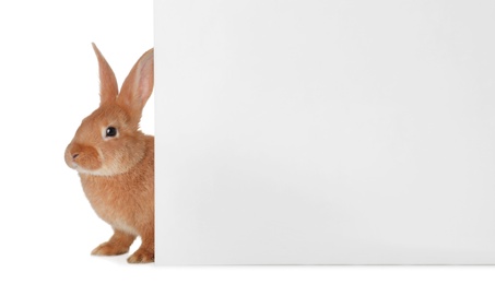 Photo of Cute bunny isolated on white. Easter symbol