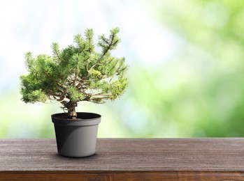Image of Beautiful bonsai tree in pot on wooden table outdoors. Space for text