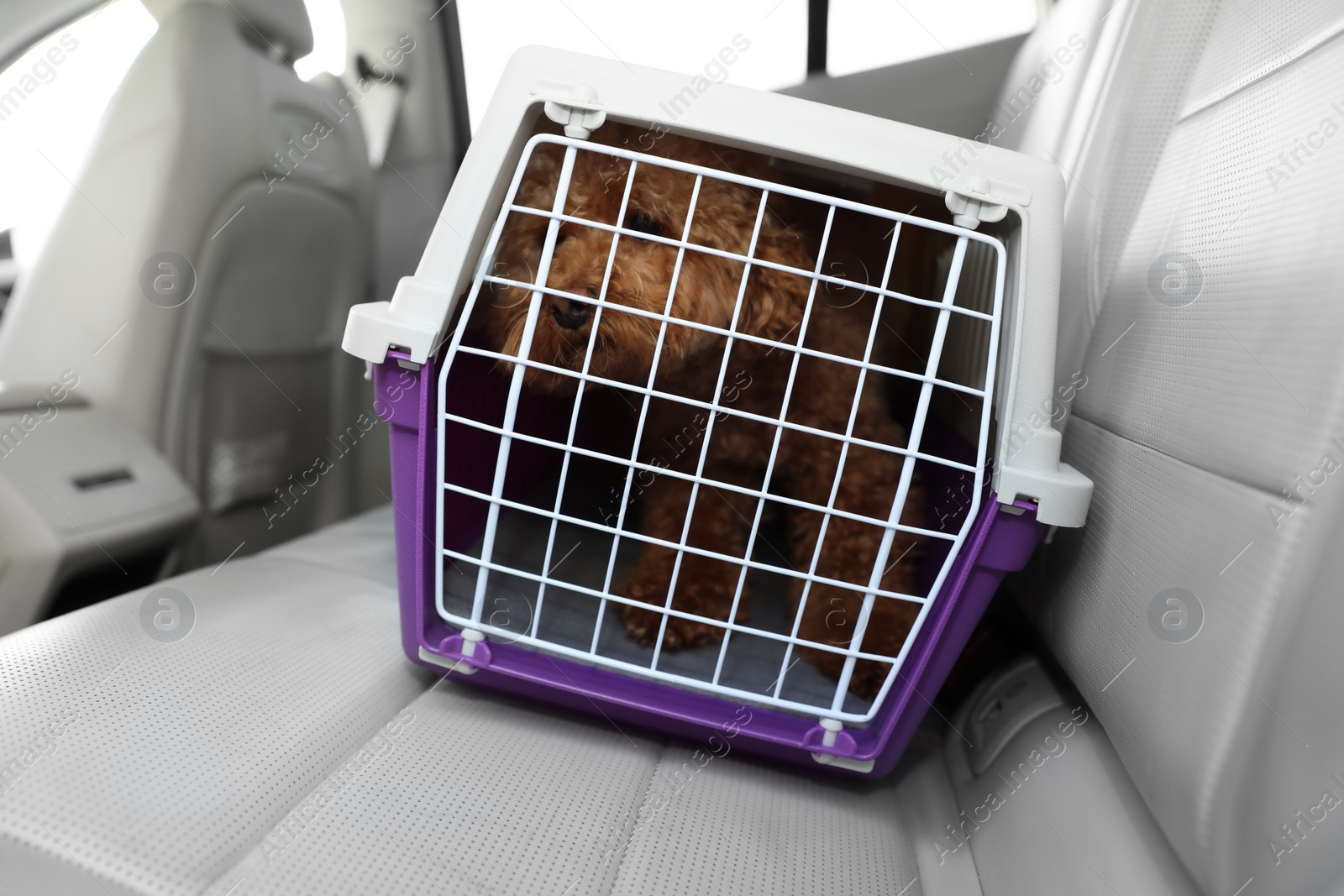 Photo of Cute dog in pet carrier travelling by car