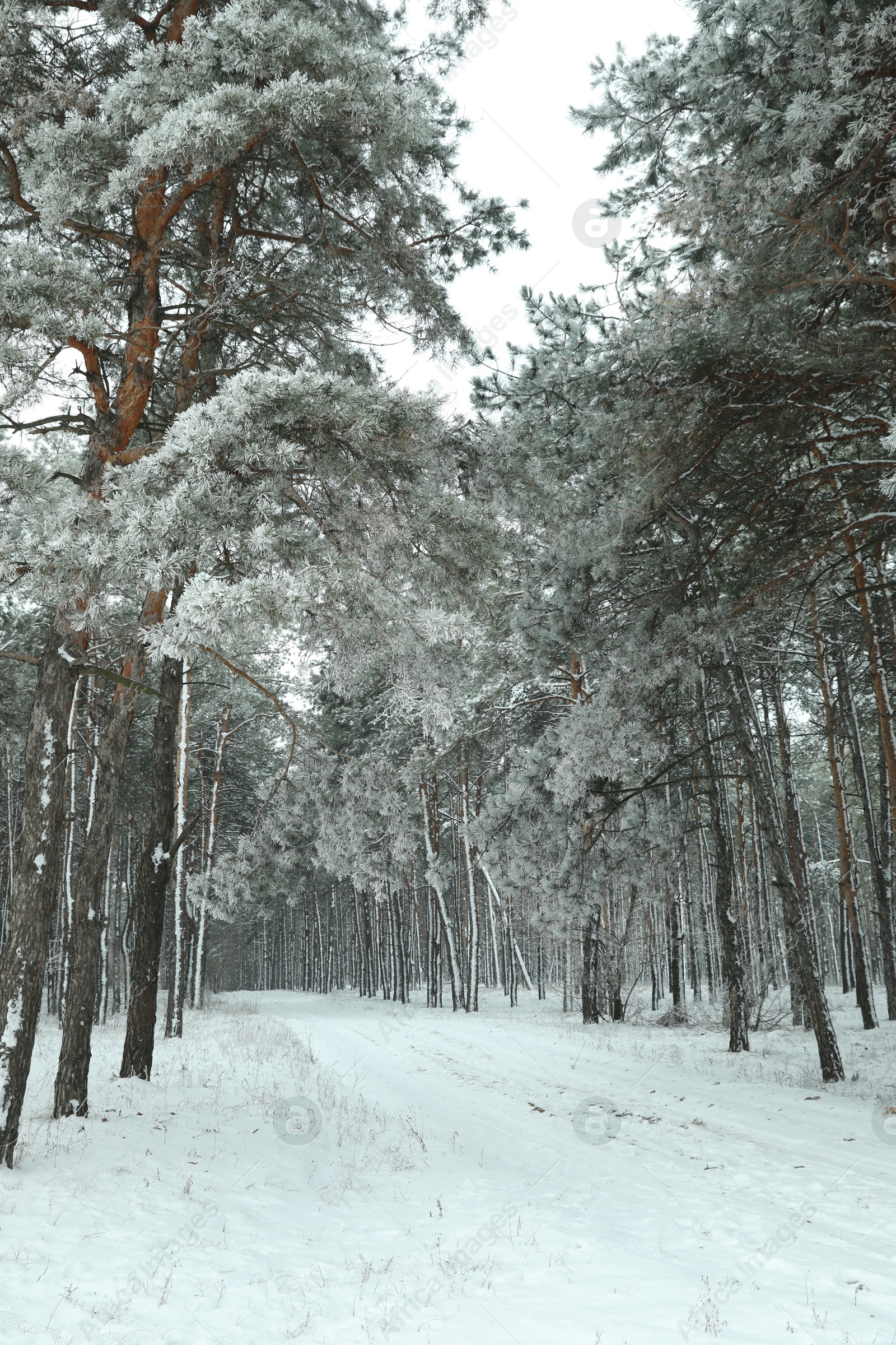 Photo of Beautiful forest covered with snow in winter