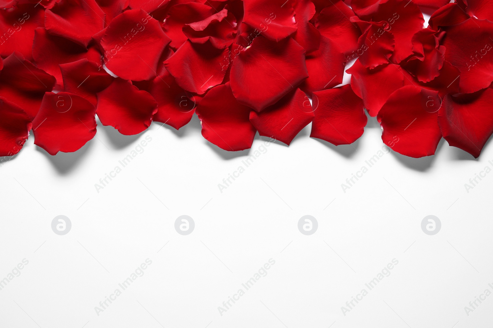 Photo of Beautiful red rose petals on white background, top view