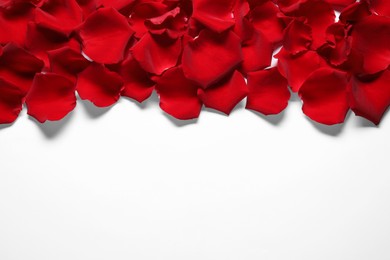 Beautiful red rose petals on white background, top view