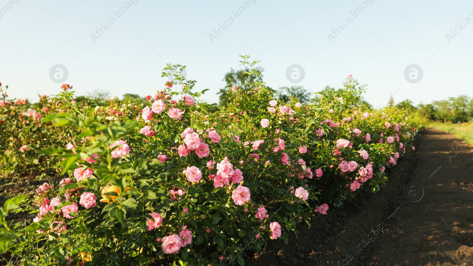 Photo of Bushes with beautiful roses outdoors on sunny day