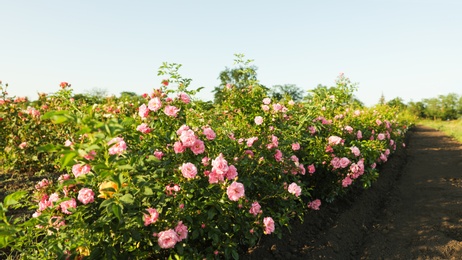 Photo of Bushes with beautiful roses outdoors on sunny day