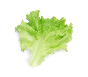 Fresh green lettuce leaf isolated on white