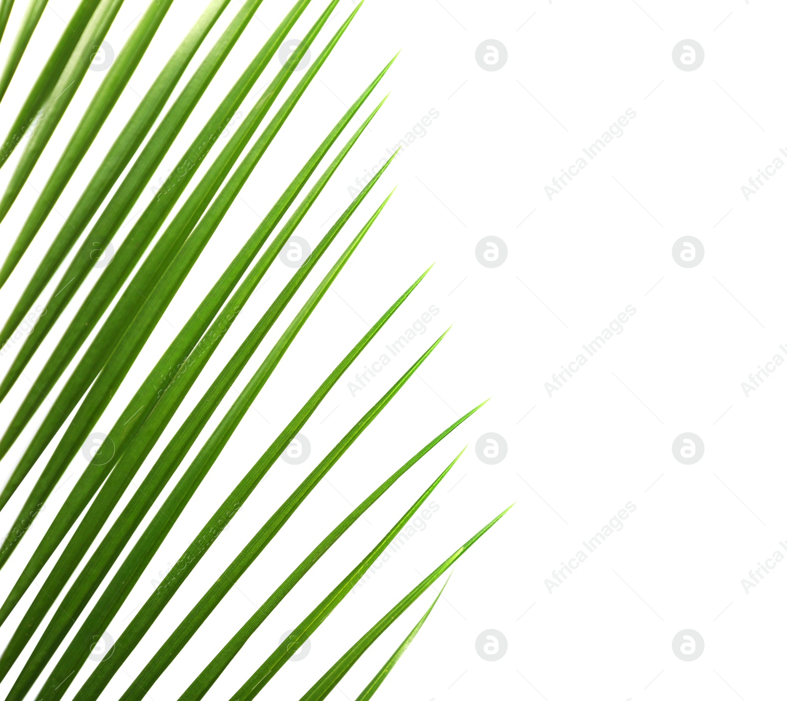 Photo of Fresh tropical date palm leaf on white background, top view