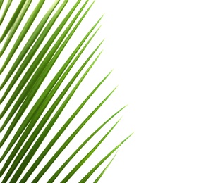 Photo of Fresh tropical date palm leaf on white background, top view