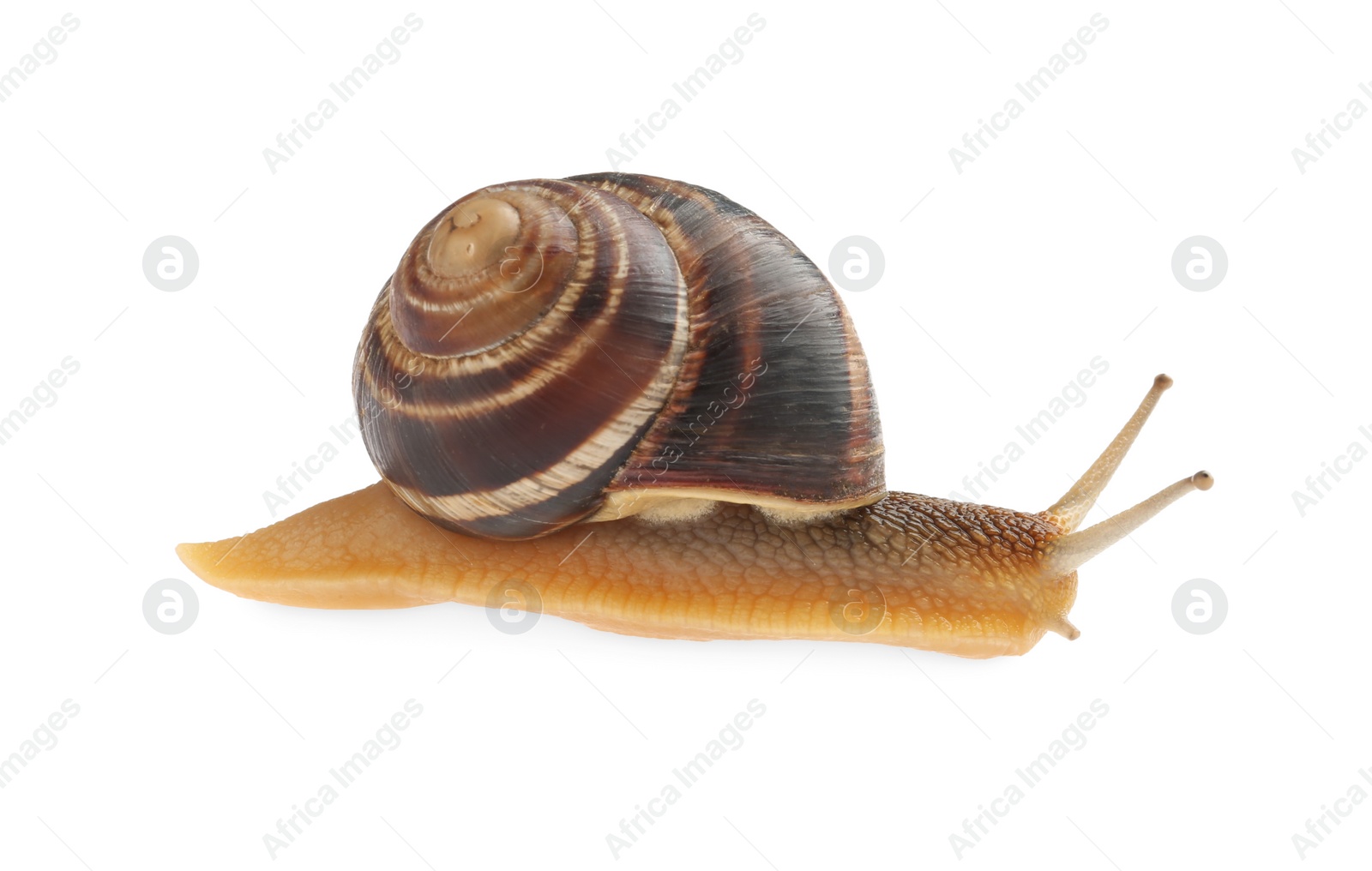 Photo of Common garden snail crawling on white background