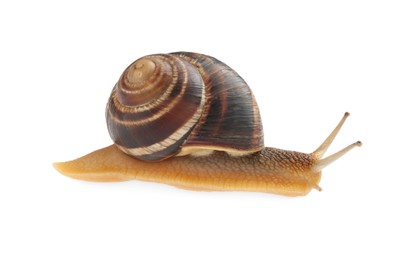 Photo of Common garden snail crawling on white background