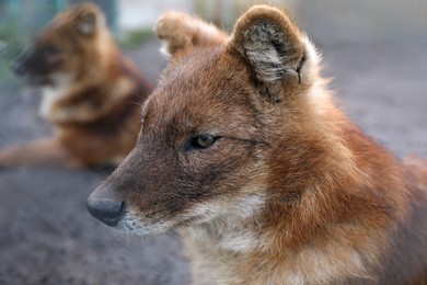 Beautiful wild steppe wolf in zoo, closeup