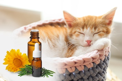 Image of Aromatherapy for animals. Essential oils and cute kitten on background