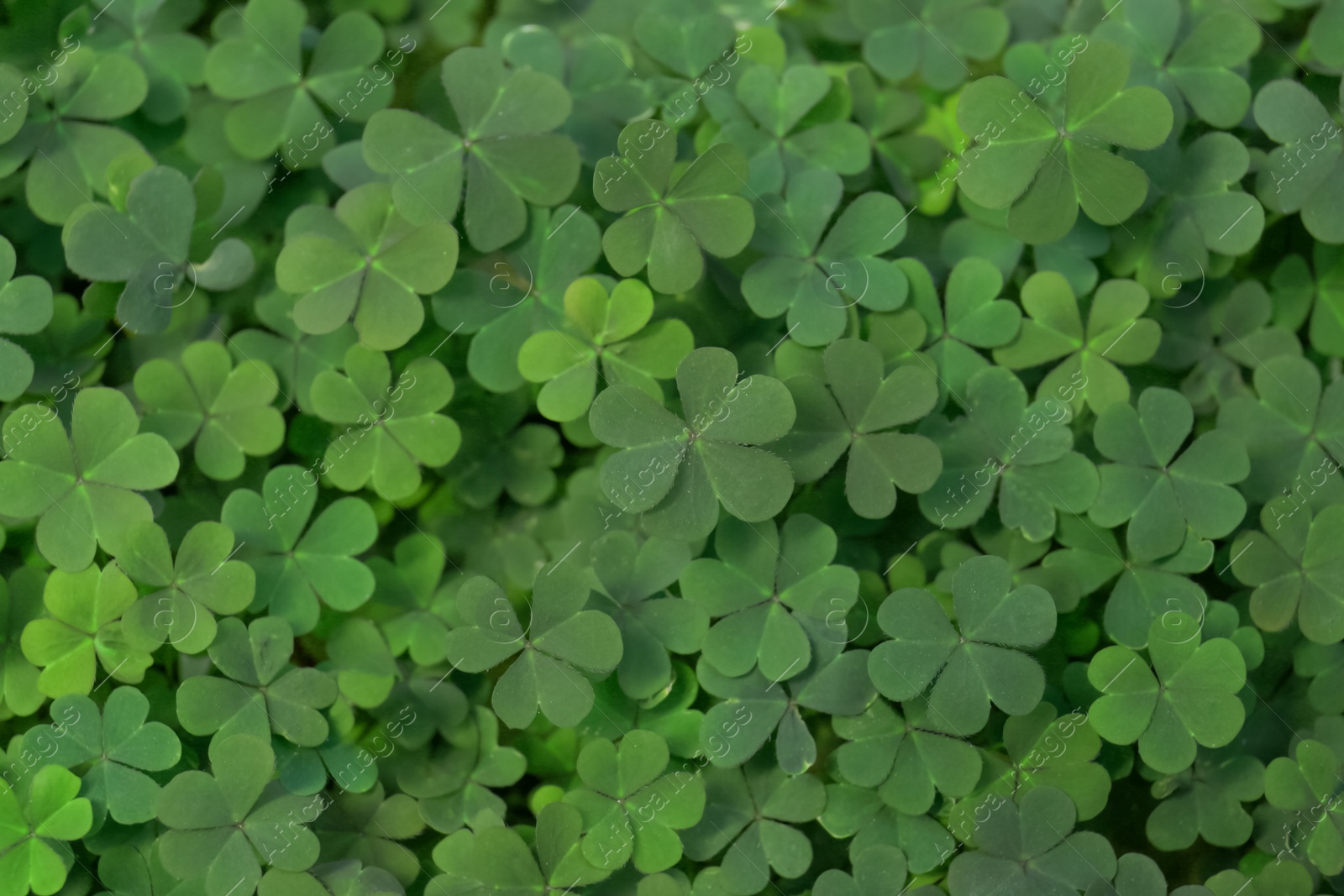 Photo of Top view of beautiful green clover leaves