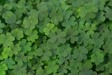 Photo of Top view of beautiful green clover leaves