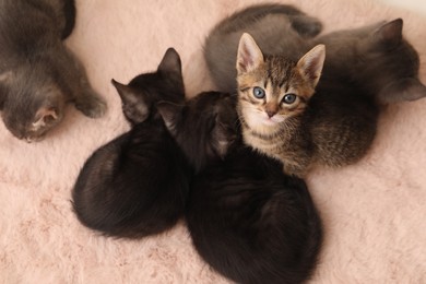 Photo of Cute fluffy kittens on faux fur, top view. Baby animals