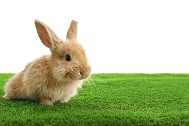 Photo of Adorable furry Easter bunny on green grass against white background, space for text