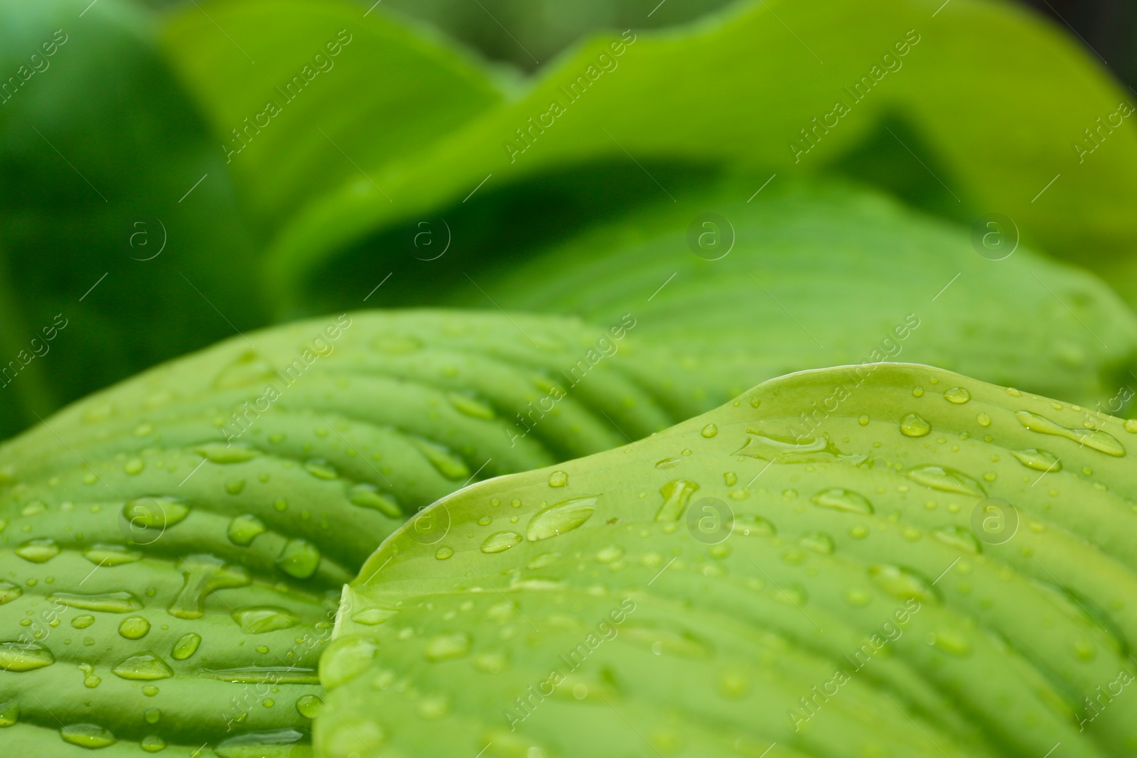 Photo of Closeup view of hosta plant with dew drops