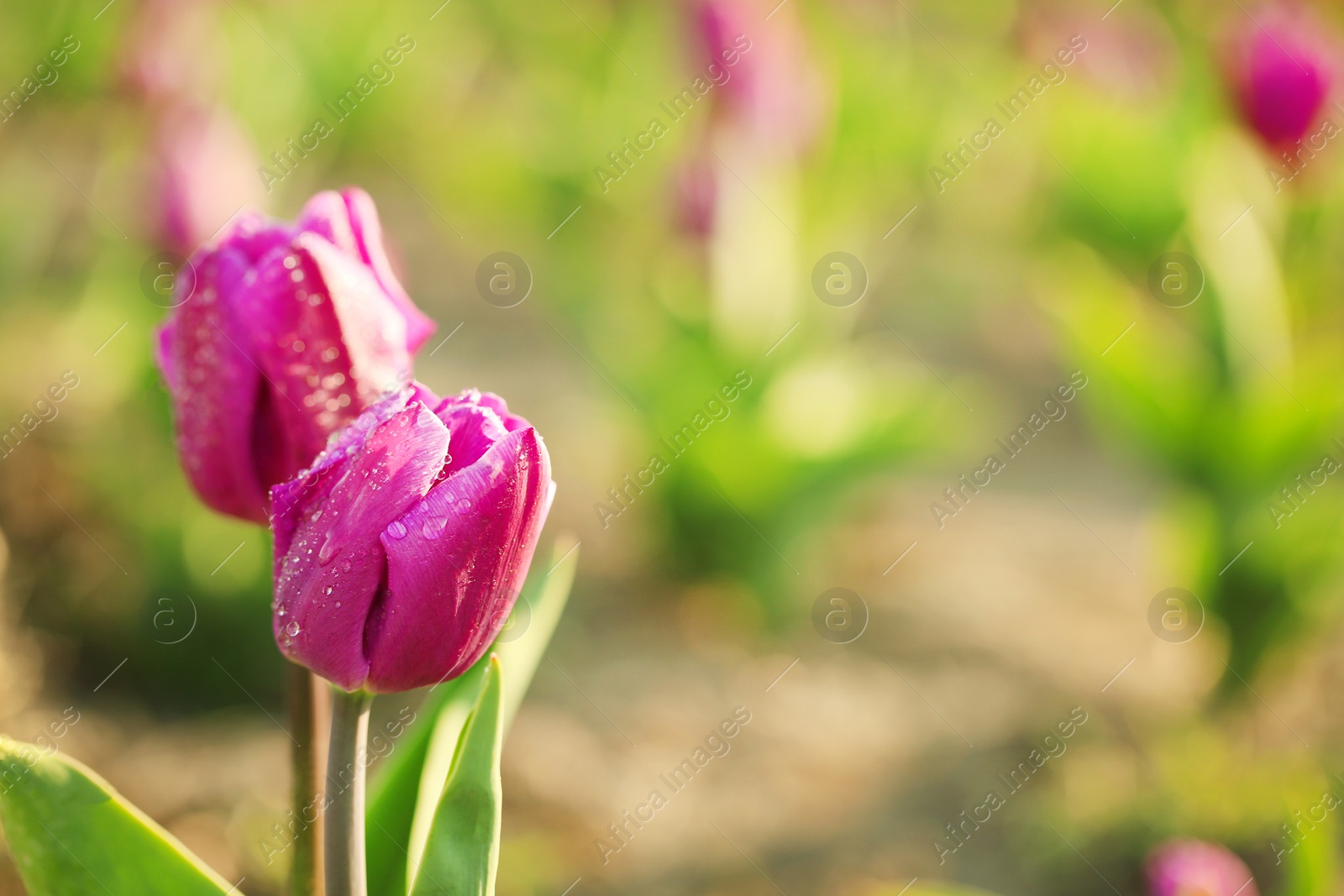 Photo of Closeup view of beautiful fresh tulips with water drops on field, space for text. Blooming spring flowers