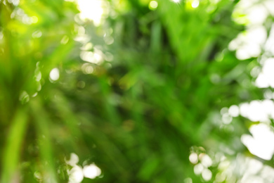 Blurred view of green plants as background, bokeh effect