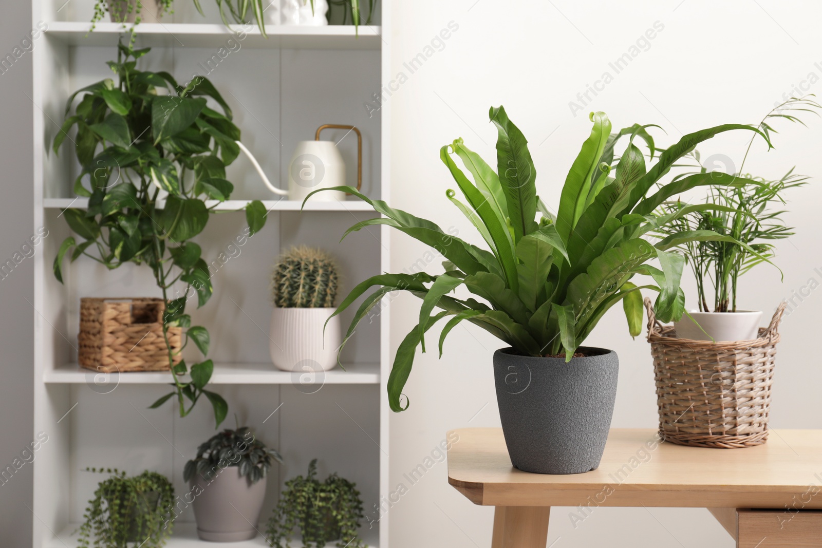 Photo of Green houseplants in pots near white wall, space for text